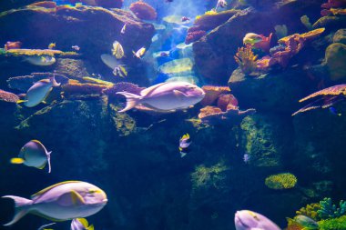 Renkli mercan resifleri ve deniz balıkları su altında, deniz yaşamı
