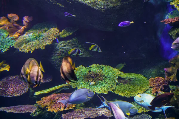 Barriera Corallina Variopinta Pesci Mare Sott Acqua Vita Marina — Foto Stock