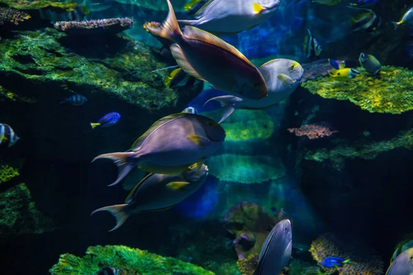 カラフルなサンゴ礁と水中の海の魚 海の生活 — ストック写真