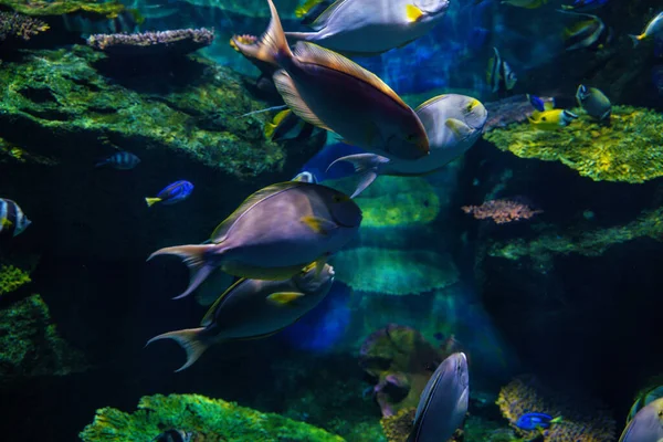 Barriera Corallina Variopinta Pesci Mare Sott Acqua Vita Marina — Foto Stock