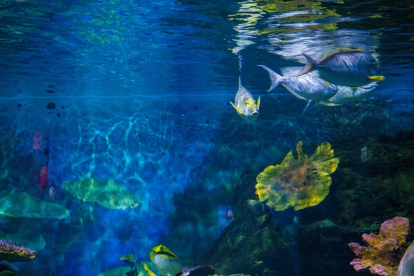 五彩斑斓的珊瑚礁和水下海鱼海洋生物 — 图库照片