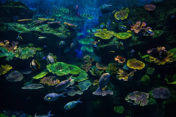산호초와 수중에 물고기 — 스톡 사진