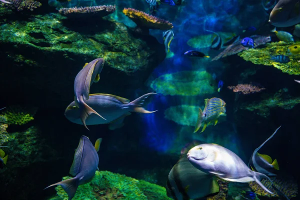 Barriera Corallina Variopinta Pesci Mare Sott Acqua Vita Marina — Foto Stock