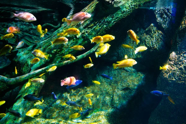 Barriera Corallina Variopinta Pesci Mare Sott Acqua Vita Marina — Foto Stock