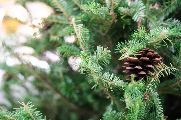Pine nut decoration on christmas pine tree, Xmas decoration