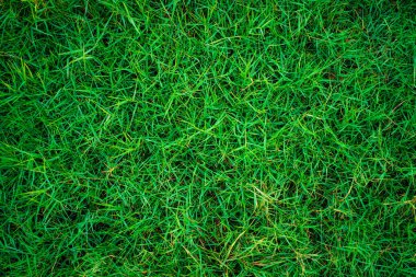 Yeşil taze çimen dokusu üst görünüm arkaplan