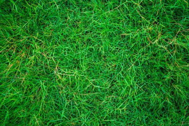 Yeşil taze çimen dokusu üst görünüm arkaplan