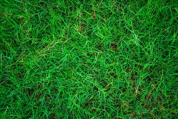 Grön Fräsch Natur Gräs Konsistens Ovanifrån — Stockfoto