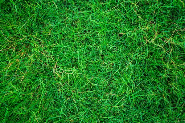 Grün Frische Natur Gras Textur Von Oben Ansicht Hintergrund — Stockfoto