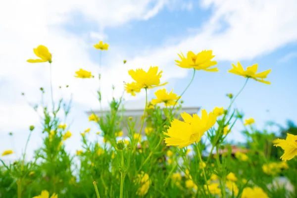 Fiore Giallo Giardino Foglia Verde Contro Cielo Blu Con Nuvola — Foto Stock