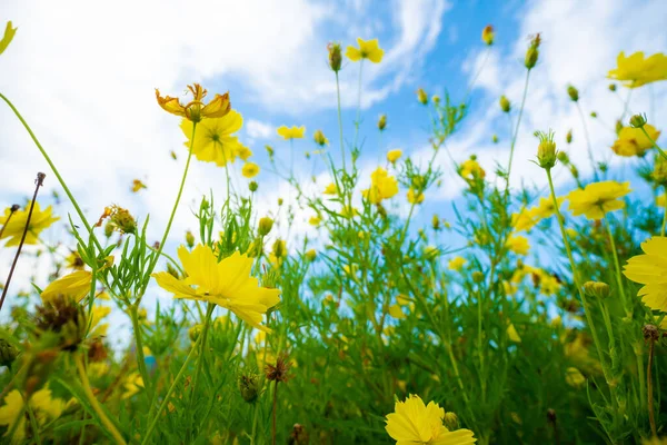 Κίτρινο Λουλούδι Κήπο Πράσινο Φύλλο Κατά Του Μπλε Ουρανού Σύννεφο — Φωτογραφία Αρχείου