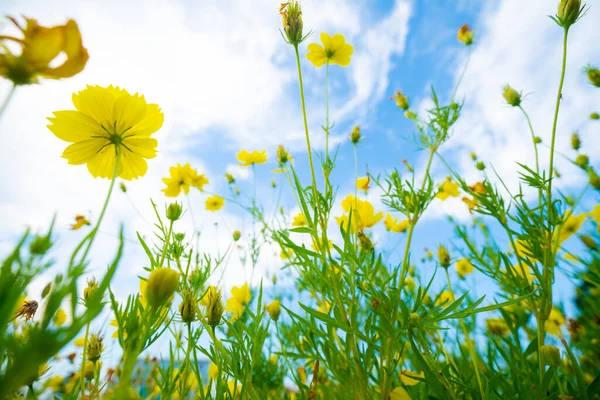 Fiore Giallo Giardino Foglia Verde Contro Cielo Blu Con Nuvola — Foto Stock