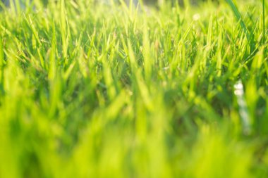 Kamu parkının arka planında yeşil yeşillikler üzerinde gün batımı ışığı