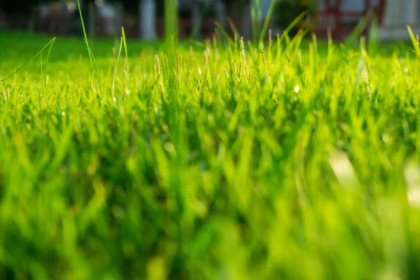 Sonnenuntergang Licht Auf Grünem Laub Gras Öffentlichen Park Natur Hintergrund — Stockfoto