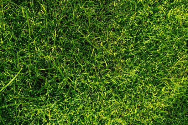 Soyut yeşil yapraklar taze çimen dokusu, doğa arka planı.