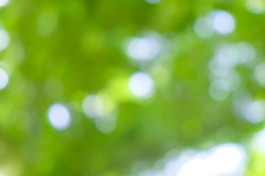 Soyut bulanık yeşil ağaç yaprağı arkaplanı Bokeh güneş ışığı, tasarım elementi