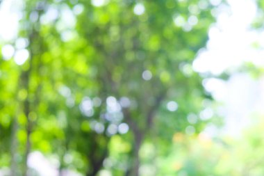 Soyut bulanık yeşil ağaç yaprağı arkaplanı Bokeh güneş ışığı, tasarım elementi