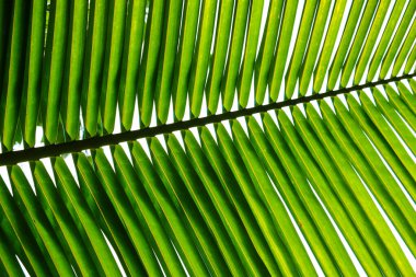 Beyaz zemin üzerinde yeşil yapraklı hindistan cevizi palmiyesi tropikal yağmur ormanı ağacı