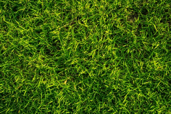 Abstraktes Grünes Laub Frisches Gras Textur Natur Hintergrund — Stockfoto