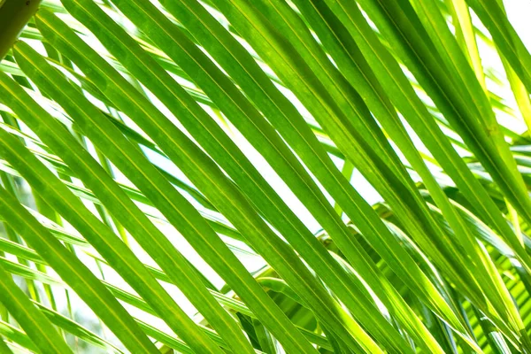 Green Leaf Coconut Palm Tropical Rainforest Tree White Background — Stock Photo, Image