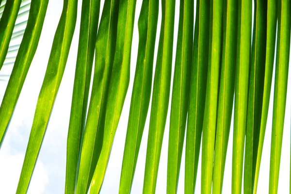Green Leaf Coconut Palm Tropical Rainforest Tree White Background — Stock Photo, Image