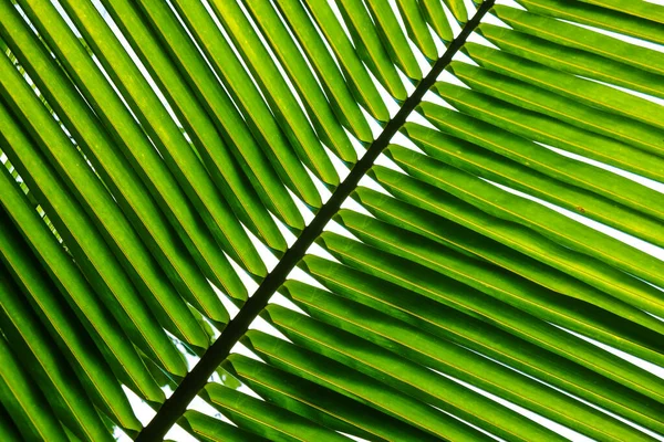 Green Leaf Coconut Palm Tropical Rainforest Tree White Background — Stock Photo, Image