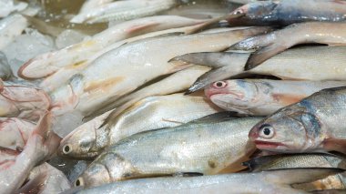Taze deniz balıkları, Tayland Samutprakhan 'daki yerel balıkçılık pazarında satılıyor.