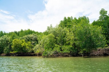 Nehirden denize kadar uzanan tropikal mangrov ormanları doğa çevresi.