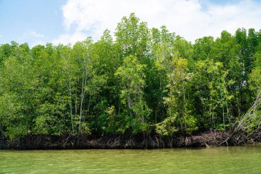 Nehirden denize kadar uzanan tropikal mangrov ormanları doğa çevresi.
