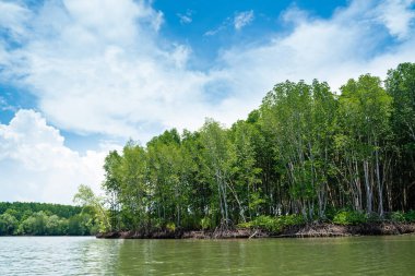Nehirden denize kadar uzanan tropikal mangrov ormanları doğa çevresi.
