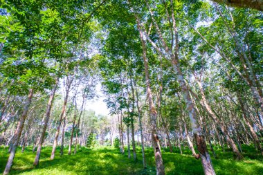 Güneş ışığı tarım endüstrisi olan kauçuk ağaç ormanı
