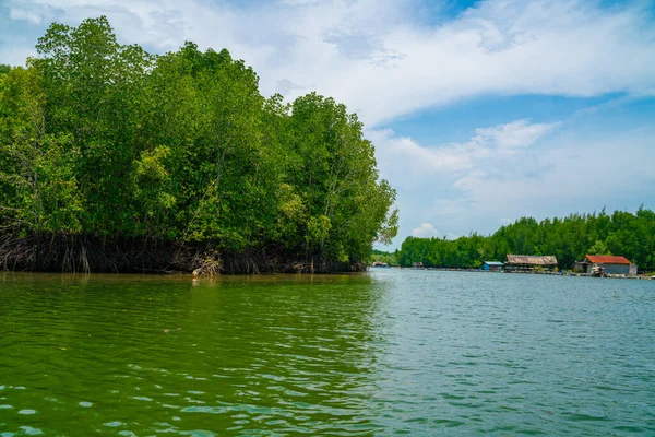 Tropical mangrove forest with river to the sea shore nature environmental