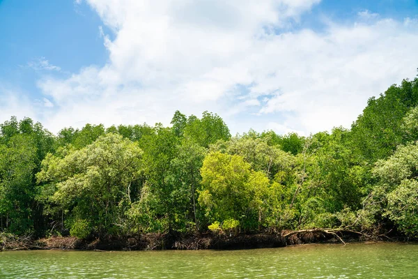 Bosque Tropical Manglar Con Río Orilla Del Mar Naturaleza Ambiental — Foto de Stock