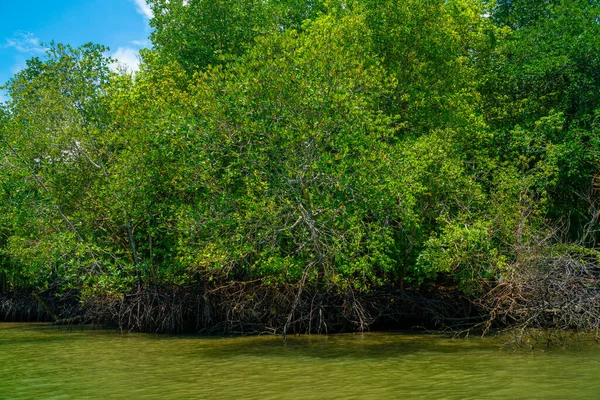 Bosque Tropical Manglar Con Río Orilla Del Mar Naturaleza Ambiental —  Fotos de Stock