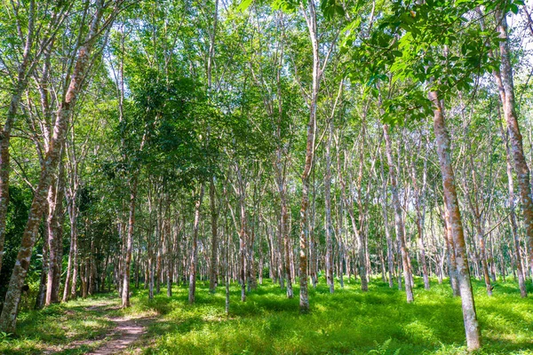 Para Foresta Alberi Gomma Con Luce Solare Industria Agricola — Foto Stock