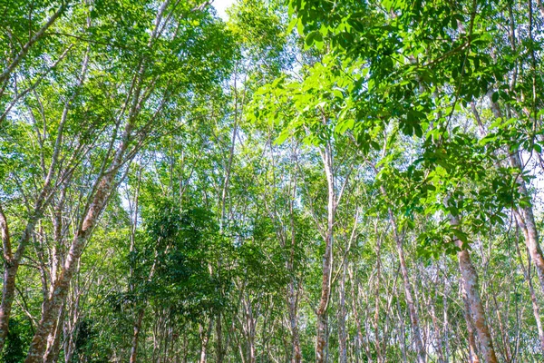 Para Bosque Árboles Caucho Con Luz Solar Industria Agrícola — Foto de Stock