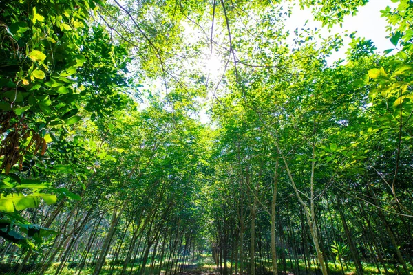 Para Foresta Alberi Gomma Con Luce Solare Industria Agricola — Foto Stock