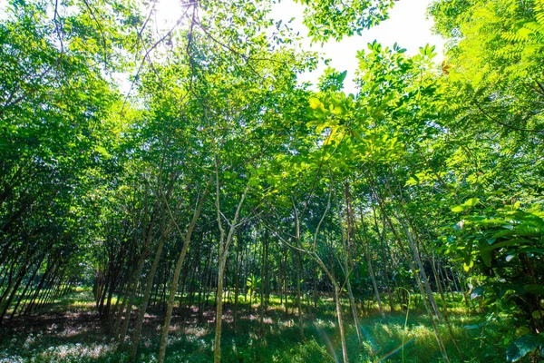 Para Gummiträd Skog Med Sol Ljus Jordbruksindustri — Stockfoto