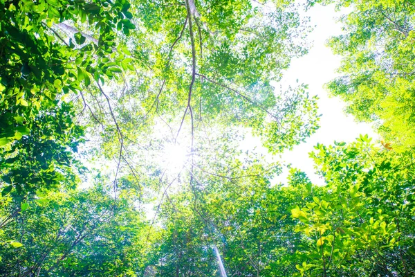 太陽光農業産業とパラゴムの木の森 — ストック写真