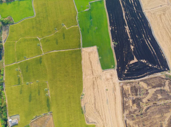 Colorful Pattern Green Yellow Black Burn Rice Plantation Field Aerial — Stock Photo, Image