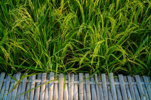 Зеленое Рисовое Поле Деревянной Лоскутной Дорожкой — стоковое фото