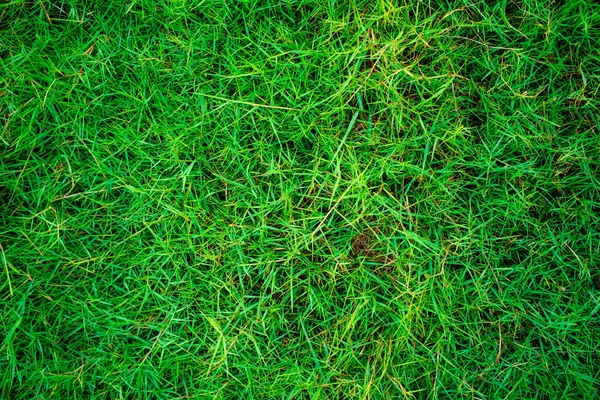 Yeşil Taze Çimen Dokusu Üst Görünüm Arkaplan — Stok fotoğraf