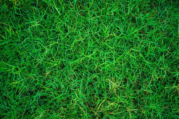 Green Fresh Nature Grass Texture Top View Background Stock Picture