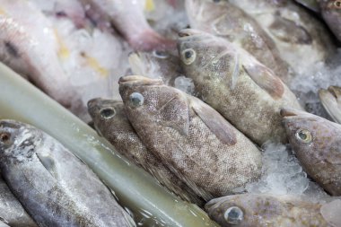 Dev kara leke orfoz balığı buzdaki deniz ürünleri pazarında satılıyor.