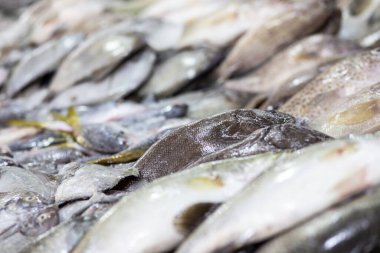 Çeşitli türde deniz ürünleri taze deniz ürünleri pazarında satılıyor, Omega sağlıklı yiyecekler.