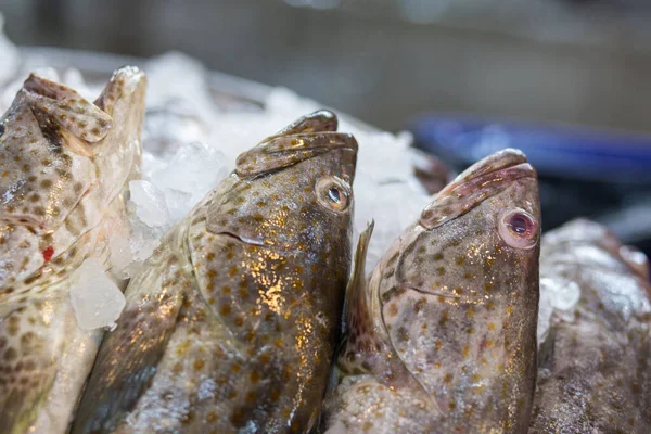 Giant Black Spot Grouper Fish Sell Seafood Market Ice — Stock Photo, Image