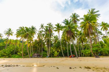 Tropikal deniz sahilinde hindistan cevizi palmiyesi güneş ışığı, Koh Kood Tayland
