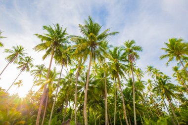 Tropikal deniz sahilinde hindistan cevizi palmiyesi güneş ışığı, Koh Kood Tayland