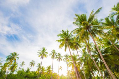Tropikal deniz sahilinde hindistan cevizi palmiyesi güneş ışığı, Koh Kood Tayland