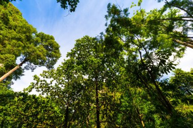 Ağaç zeminli tropik yeşil orman güneş ışığı, doğa manzarası
